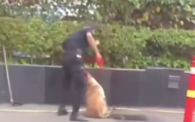 Viral, Sekuriti Mall Pukul Anjing Penjaga: Gimana Peran HR?